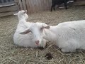 Тихий час в хозяйстве🐐🐮🐣