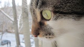 Кот с кошкой в марте. Пение птиц. Последний снег. Кот с кошкой в марте. Пение птиц. Последний снег.