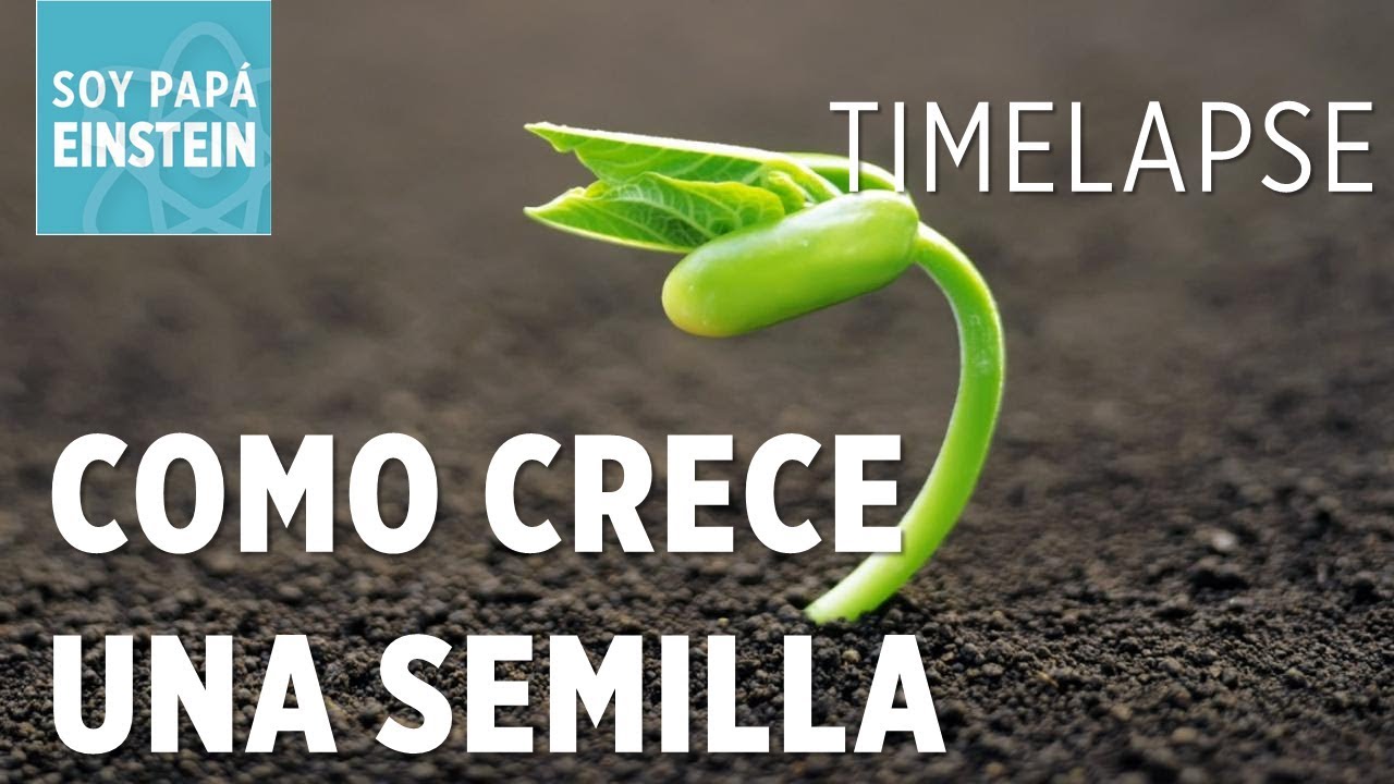 Timelapse crece una semilla en planta YouTube Timelapse crece una semilla en planta YouTube