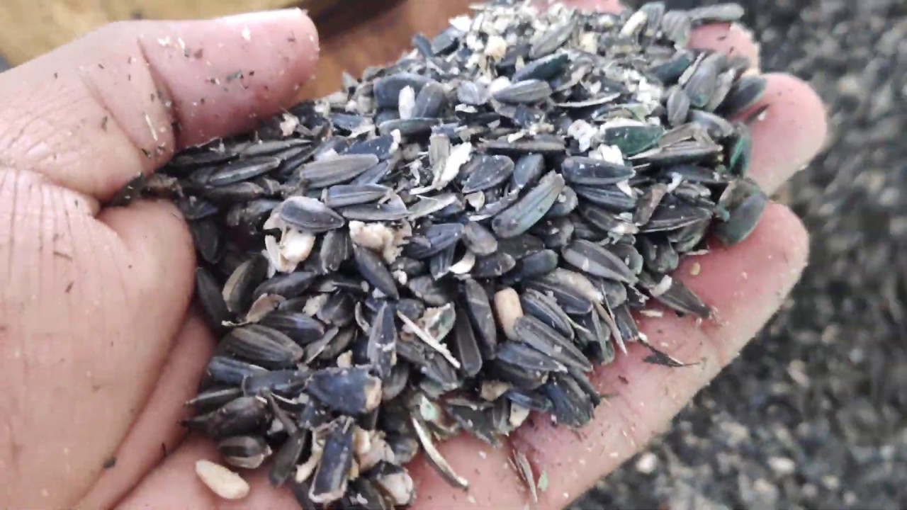 Sunflower oil on lakdi Ghani machine