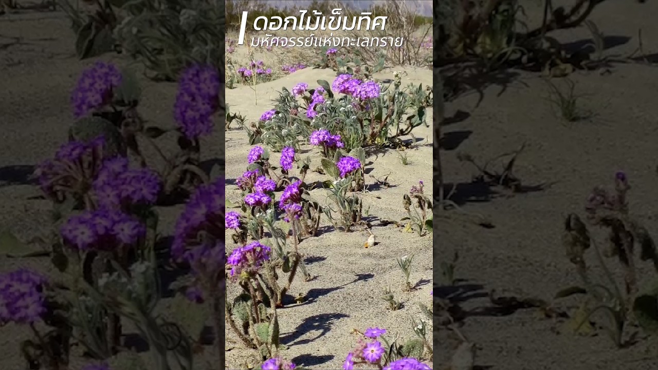 🧭🌺 แซนด์ เวอร์บีน่า: ดอกไม้เข็มทิศมหัศจรรย์แห่งทะเลทราย #แซนด์เวอร์บีน่า #ทะเลทราย #เยลโลว์สโตน