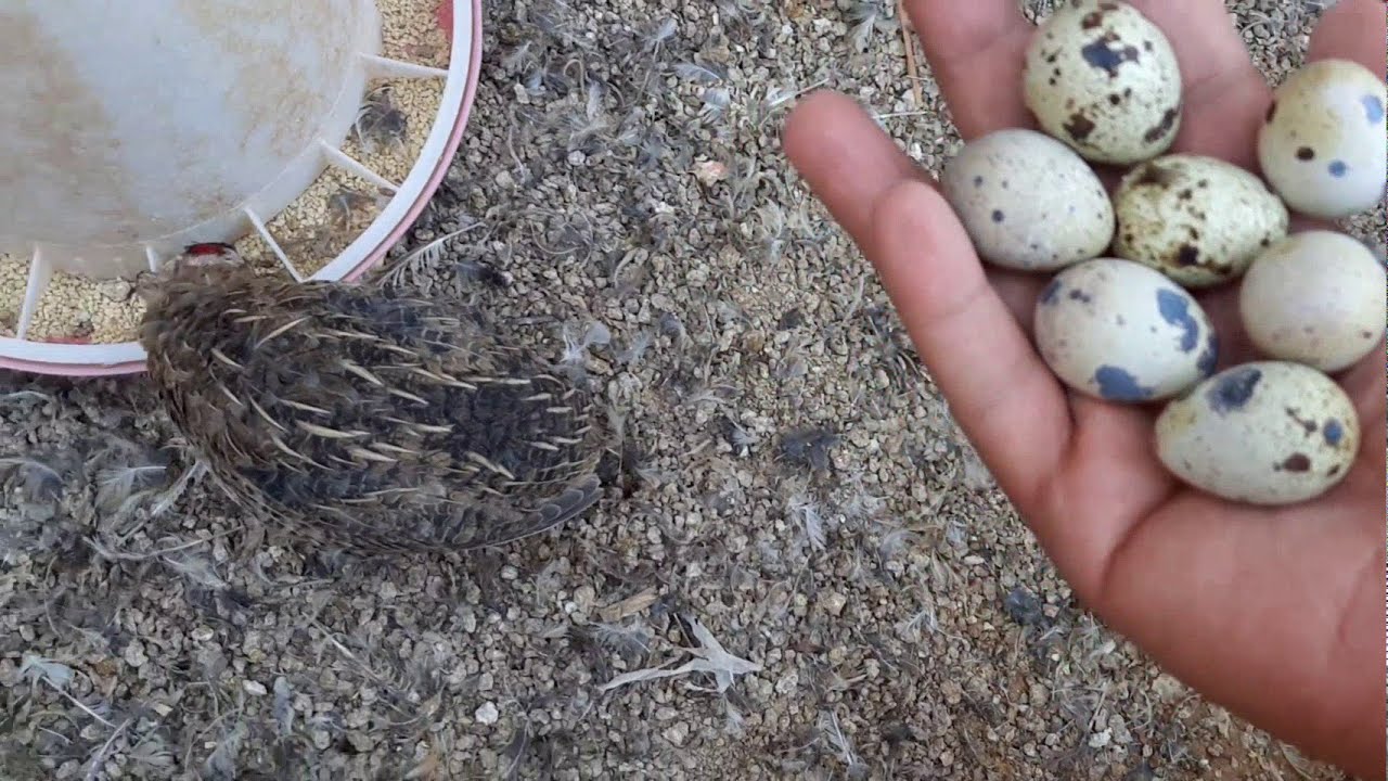 متى يبيض السمان ؟ When quail eggs