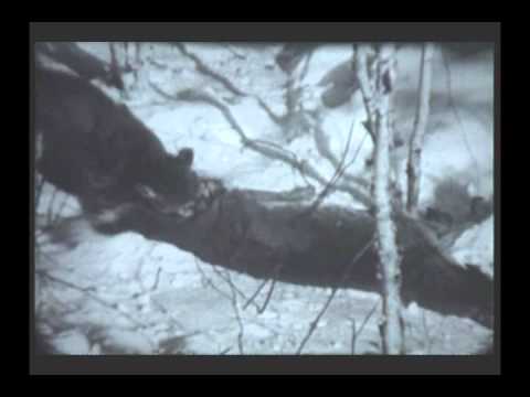 Haz un esfuerzo mirar televisión haz Cougar VS Black Bear - Puma VS Oso - Медведь VS Пума - ピューマVSクマ - YouTube Haz un esfuerzo mirar televisión haz Cougar VS Black Bear - Puma VS Oso - Медведь VS Пума - ピューマVSクマ - YouTube