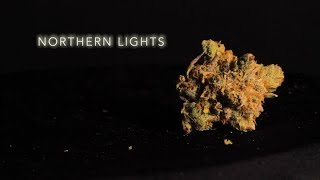 Northern Lights | Strain Review | Nightly Bud