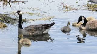 Baby geese/Heron/Nature Relaxation