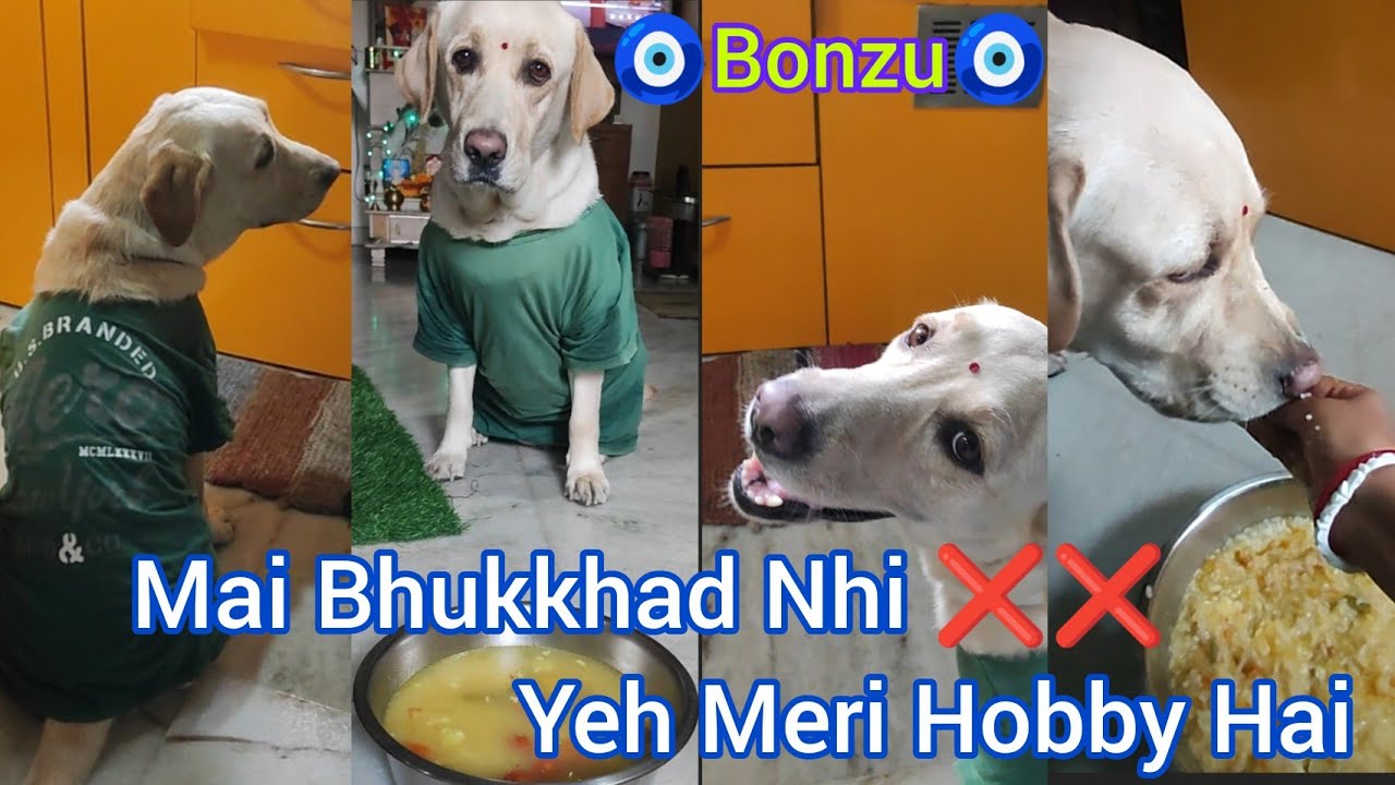 All Time😋Bhukkhad Bonzu🥹Different Types Of Face😕Expression Dikha K Apni Baat Manwa Leti Hai😎Cleaver🐶