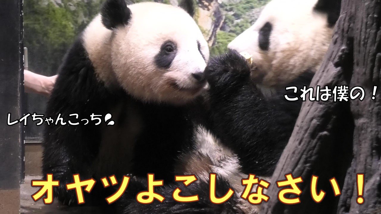5/11レイレイそれ頂戴！シャオシャオのオヤツを奪おうとして飼育員さん