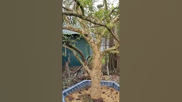 Cây Lựu Cổ Đẹp có dáng lạ#shorts