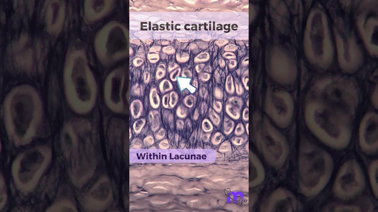 Гистология эластического хряща