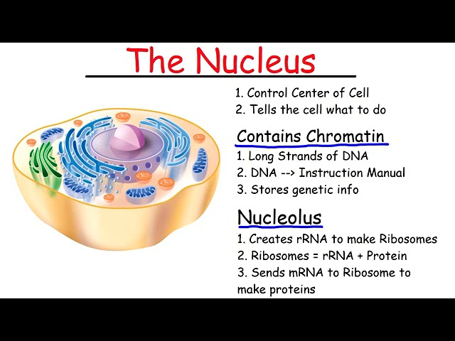 the nucleus and it's components lessons at Metson School