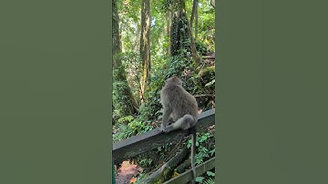 Funny Monkey in Bali – Is This Guy OK? 🐒