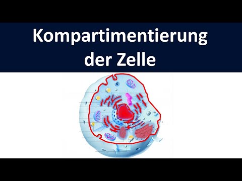 Video: Warum ist Kompartimentierung in eukaryotischen Zellen wichtig?