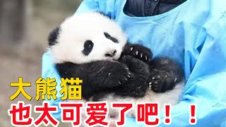 大熊貓為什麽是我國獨有的動物？它到底經歷了什麽？ by 寵物世界 Pet World 121 views 2 years ago 7 minutes, 41 seconds