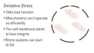 Effects of Oxidative Stress