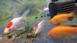 September 28, 2021, ~ Feeding the Goldfish & Japanese Trapdoor Snails ~ Lori's Pond