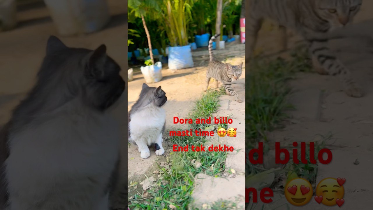 Dora and billo masti time 🥰😍😀 garden 🪴 baba nursery full enjoy