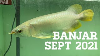 AROWANA TANK RELOCATION | NEW TANK AND FISH EP 1 (HD) | V0194