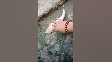 cá trê bạch tạng