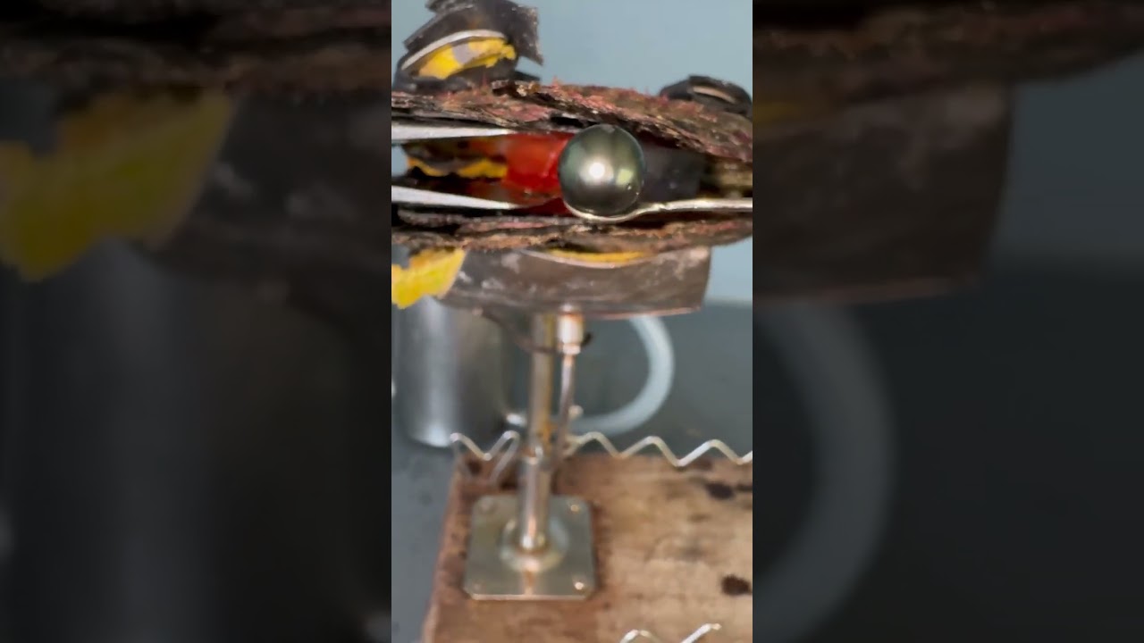 Rare “Mutant” oyster has pearl inside 👀