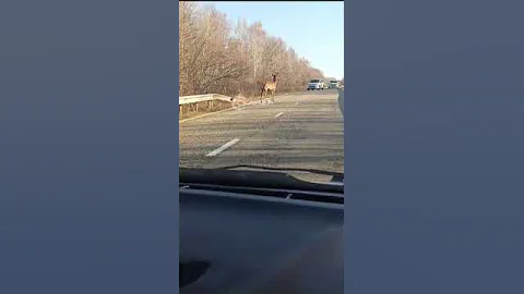 В Приамурье, появившийся на дороге олень временно парализовал движение