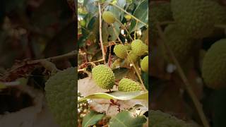 So Fresh Litchi fruit ?lychee fruit amazing sweet fresh freshfood