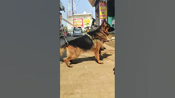 Aggressive German Shepherd Dog Aggressive Gsd Dog Puppy Adult Hr India Delhi Delhincr 