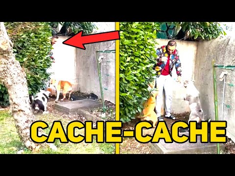 CACHE-CACHE AVEC MES CHIENS (ELLES VONT VOUS CHOQUER)