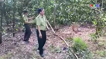 Voi rừng q/u/ậ/t c/h/ế/t người đàn ông 66 tuổi | LONG AN TV