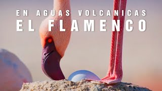 EL FLAMENCO ENANO | Elegantes en el desierto | Mini documental