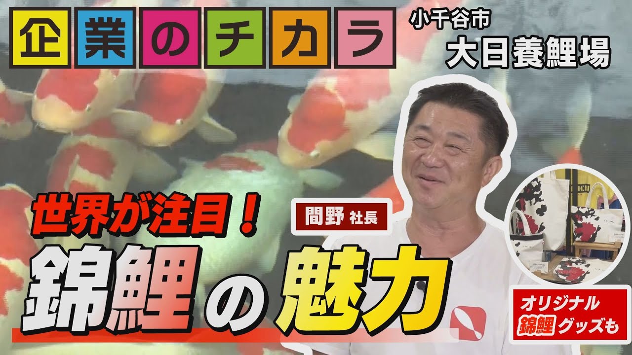 【大日養鯉場】錦鯉の魅力を世界へ（企業のチカラ2025年9月放送）【NCT】