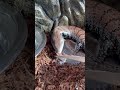 爬虫類飼育者の前に出たゴキブリはこうなります #shorts