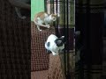cute cute cat family, please like comment me,