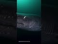 Can live for 400 YEARS. Born before Shakespeare 📖🦈 #greenlandshark #deepsea #AI