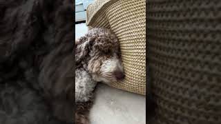 [ Sleepy Pip ] screenshot 5