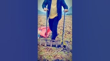 Unique tool for cultivating rice fields #shorts