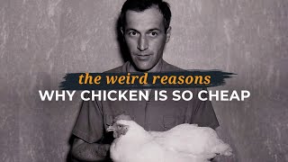 Why is chicken so cheap? The answers may shock you. | The Humane League