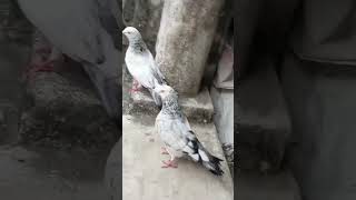 8 Video... Jira Kabutar Tumbler