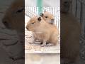 あご乗せ赤ちゃんカピバラ💛#カピバラ