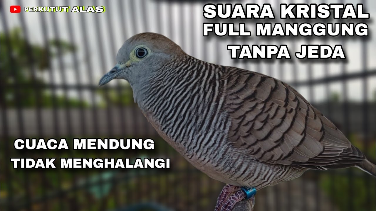 SUARA KRISTAL FULL MANGGUNG TANPA JEDA CUACA MENDUNGPUN TIDAK MENGHALANGI 