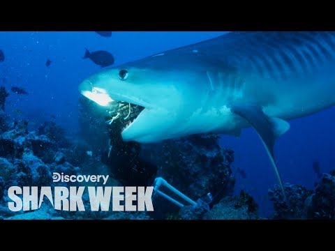Video: Under Shark Week Har Southwest Designat Flygplan Med Haj-tema