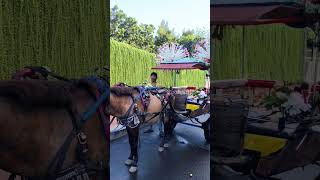 sholawat jibril versi kuda delman #shorts