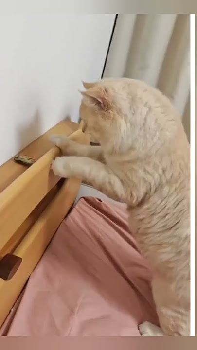 oyen: u knp dah 🤣 #catlovers #meme #corporate #memes #videokucing #shorts