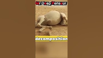 Why animals Explode after they die? crazy science