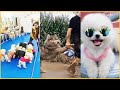 Tik Tok Chó Phốc Sóc Mini | Funny and Cute Pomeranian Videos #46