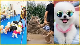 Tik Tok Chó Phốc Sóc Mini | Funny and Cute Pomeranian Videos #46 by So Cute 10,862 views 3 years ago 8 minutes, 14 seconds