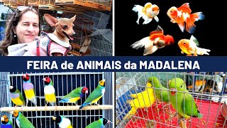 Feira de Pássaros, Pets e Acessórios da Madalena    03/09 #passaros #criarpassaros