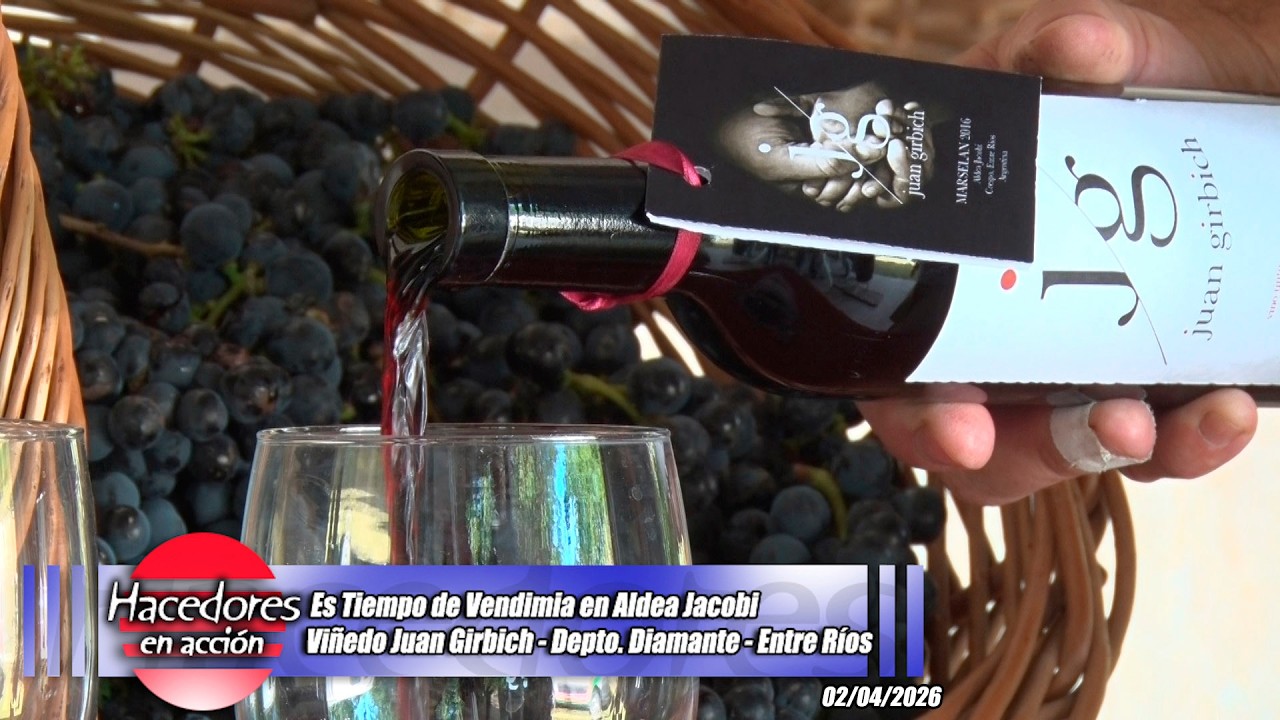 Empezó la vendimia de los Girbich y la labor es tan intensa como cautivante - Juan Girbich