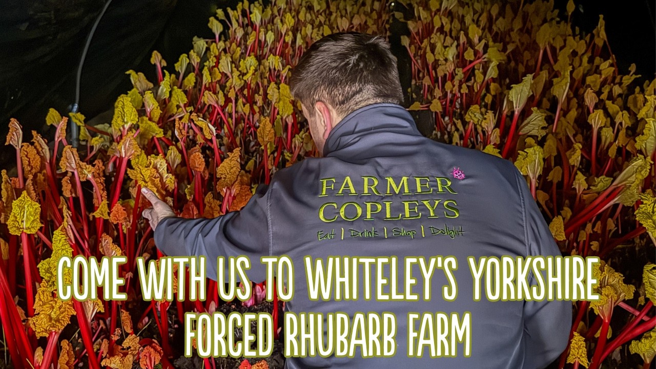 From Farm to Farm Shop: Yorkshire Forced Rhubarb at Whiteley’s Farm