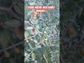 The Spinney Hackberry! A Texas Wild Edible!