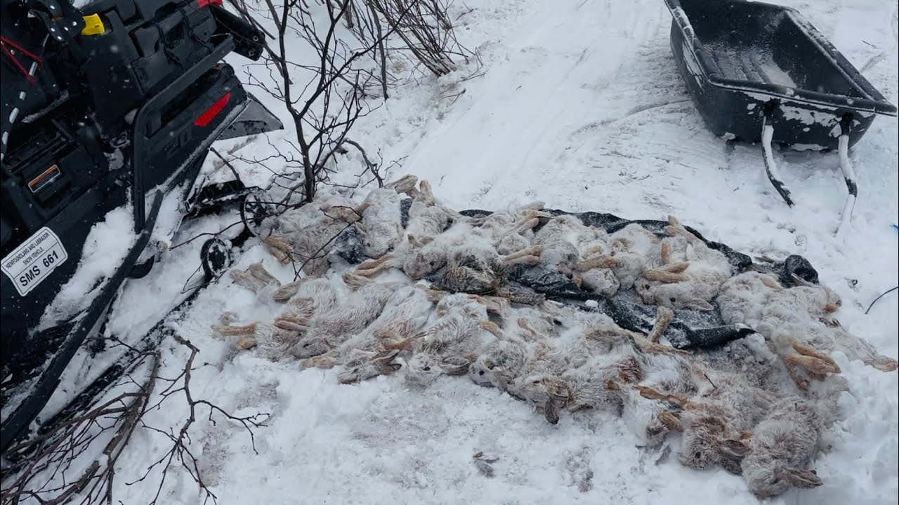 Newfoundland Winter Rabbit Catching Part 2